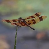Insectes - Libellules (Odonata, Anisoptera)