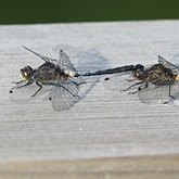 Insectes - Libellules (Odonata, Anisoptera)