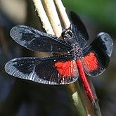 Insectes - Libellules (Odonata, Anisoptera)