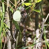 Insectes - Libellules (Odonata, Anisoptera)