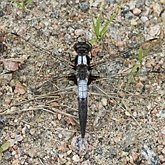 Insectes - Libellules (Odonata, Anisoptera)