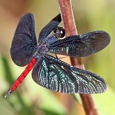 Insectes - Libellules (Odonata, Anisoptera)