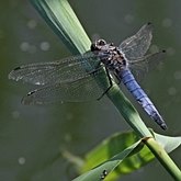 Insetos - Lib&#233;lulas (Odonata, Anisoptera)