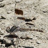 Insetos - Libélulas (Odonata, Anisoptera)