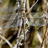 Insetos - Lib&#233;lulas (Odonata, Anisoptera)