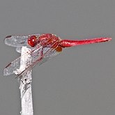 Insetos - Libélulas (Odonata, Anisoptera)