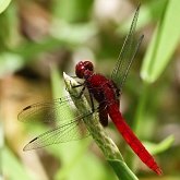Insetos - Libélulas (Odonata, Anisoptera)