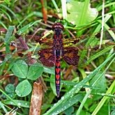 Insetos - Lib&#233;lulas (Odonata, Anisoptera)