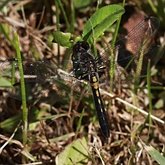 Insetos - Lib&#233;lulas (Odonata, Anisoptera)