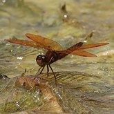 Insetos - Lib&#233;lulas (Odonata, Anisoptera)