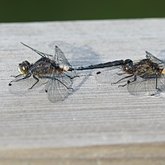 Insetos - Lib&#233;lulas (Odonata, Anisoptera)