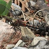Insetos - Libélulas (Odonata, Anisoptera)