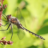 Insetos - Lib&#233;lulas (Odonata, Anisoptera)