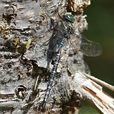 Insetos - Libélulas (Odonata, Anisoptera)
