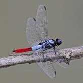 Insetos - Lib&#233;lulas (Odonata, Anisoptera)