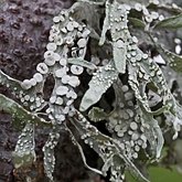 Fungi, Lichens - Lichens