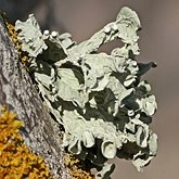 Fungi, Lichens - Lichens