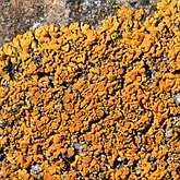 Fungi, Lichens - Lichens