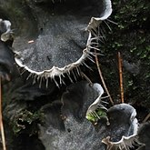 Fonges, Lichens - Lichens