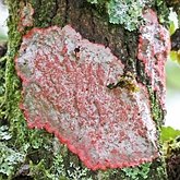 Fonges, Lichens - Lichens