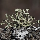 Fungi, Lichens - Lichens