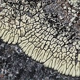 Fonges, Lichens - Lichens