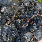 Fonges, Lichens - Lichens