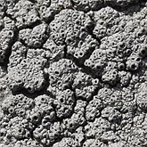 Fungi, Lichens - Lichens