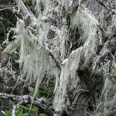 Fonges, Lichens - Lichens