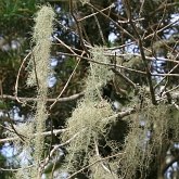 Fungi, Lichens - Lichens