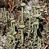 Fungi, Lichens - Lichens