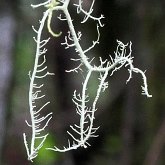Fungi, Lichens - Lichens