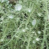 Fungi, Lichens - Lichens