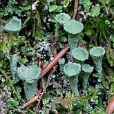 Fungi, Lichens - Lichens