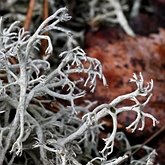 Fonges, Lichens - Lichens