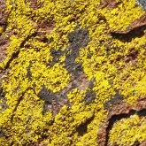 Fungi, Lichens - Lichens