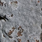 Fonges, Lichens - Lichens