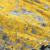 Fonges, Lichens - Lichens