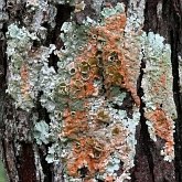 Fonges, Lichens - Lichens
