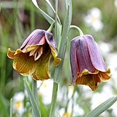 Okrytonasienne jednoliścienne - Liliales (liliowce)