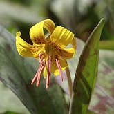 Okrytonasienne jednoliścienne - Liliales (liliowce)