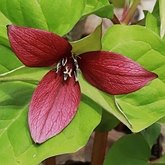 Okrytonasienne jednoliścienne - Liliales (liliowce)