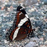 Limenitis arthemis arthemis