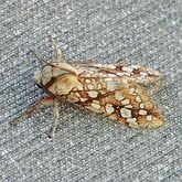 Lophocampa caryae