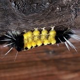 Lophocampa maculata