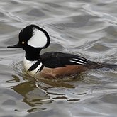 Lophodytes cucullatus