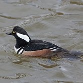 Lophodytes cucullatus