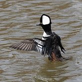 Lophodytes cucullatus