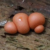 Lycogala epidendrum
