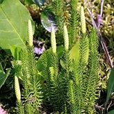 Plantes, autres - Lycophytes (Lycopodiopsides)